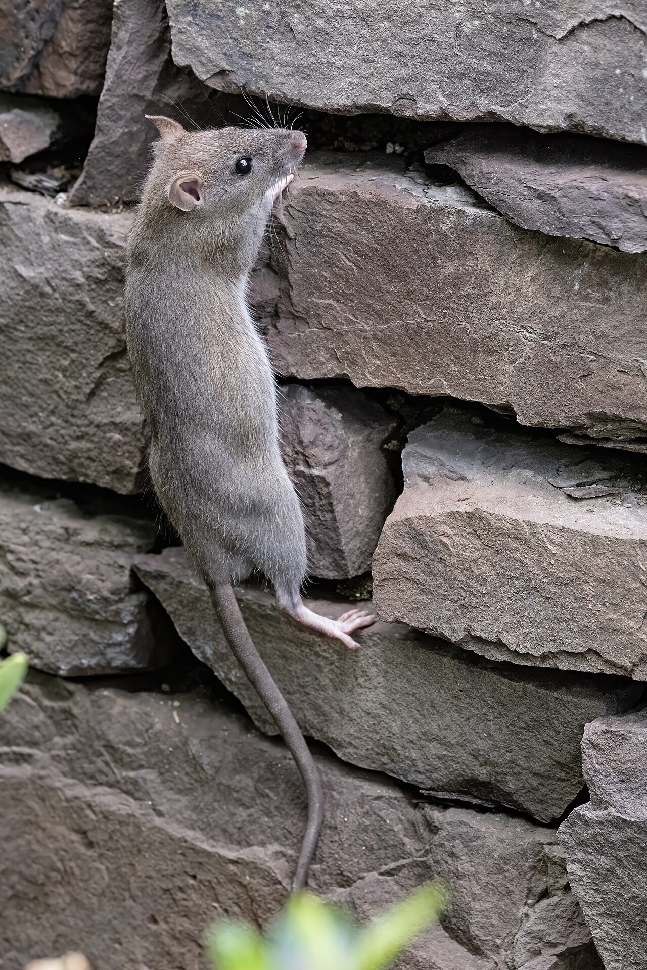 A Norway rat, the kind of rodent removed from Baltimore homes