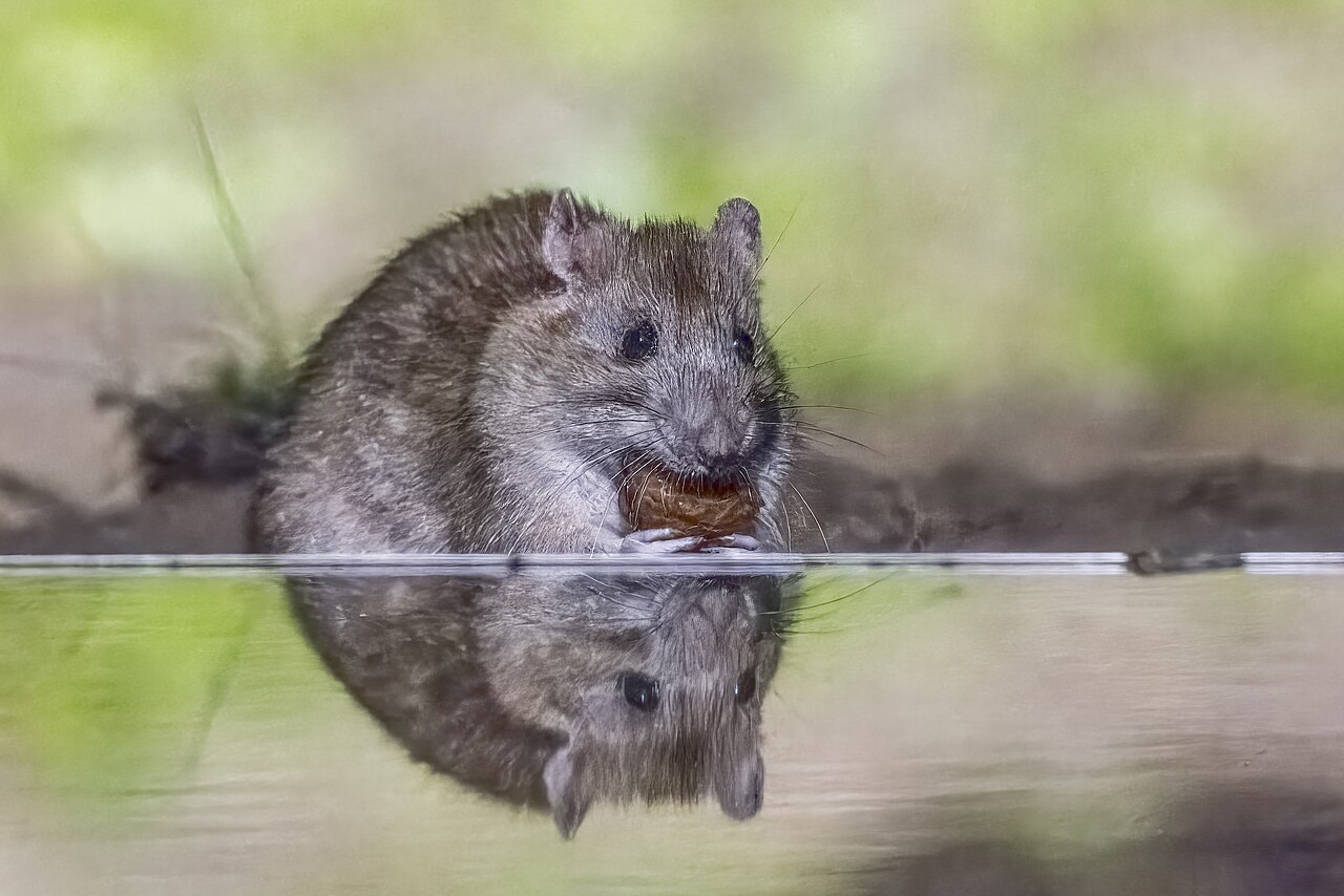 A Norway rat, the common Baltimore rat