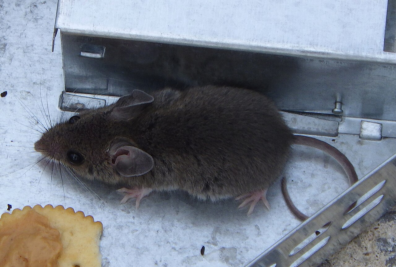 A house mouse, a common indoor rodent in Baltimore homes
